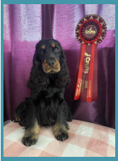 E S Pet Care Taunton