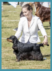 E S Pet Care Taunton