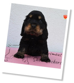 E S Pet Care Taunton