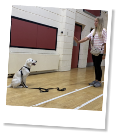E S Pet Care Taunton